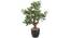 Altis Artificial Plant (Green) by Urban Ladder - Front View Design 1 - 330461