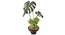 Broad Split Philo Artificial Plant (Green) by Urban Ladder - Front View Design 1 - 330479