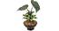 Broad Artificial Plant (Green) by Urban Ladder - Front View Design 1 - 330485
