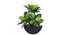 Rosta Artificial Plant (Black) by Urban Ladder - Front View Design 1 - 330494