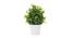 Astair Artificial Plant by Urban Ladder - Front View Design 1 - 335355