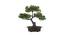 Guinevere Artificial Plant by Urban Ladder - Front View Design 1 - 335384