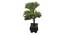 Hendrix Artificial Plant by Urban Ladder - Cross View Design 1 - 335390