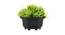 Ines Artificial Plant by Urban Ladder - Front View Design 1 - 335420