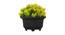 Indigo Artificial Plant by Urban Ladder - Cross View Design 1 - 335428