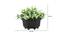 Honor Artificial Plant by Urban Ladder - Design 1 Dimension - 335434