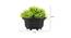 Ines Artificial Plant by Urban Ladder - Design 1 Dimension - 335438