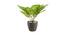Ione Artificial Plant by Urban Ladder - Rear View Design 1 - 335439