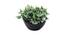 Jericho Artificial Plant by Urban Ladder - Cross View Design 1 - 335461