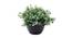 Jericho Artificial Plant by Urban Ladder - Rear View Design 1 - 335465