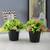 Kara artificial plant black lp