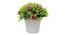 Kane Artificial Plant by Urban Ladder - Front View Design 1 - 335484