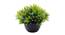 Justice Artificial Plant by Urban Ladder - Rear View Design 1 - 335501