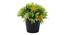 Kane Artificial Plant by Urban Ladder - Front View Design 1 - 335502