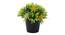 Kara Artificial Plant by Urban Ladder - Front View Design 1 - 335503