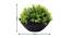 Justice Artificial Plant by Urban Ladder - Design 1 Dimension - 335509