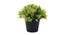 Kane Artificial Plant by Urban Ladder - Cross View Design 1 - 335510