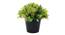 Kara Artificial Plant by Urban Ladder - Cross View Design 1 - 335511