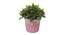 Kaye Artificial Plant by Urban Ladder - Front View Design 1 - 335520