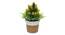 Kent Artificial Plant by Urban Ladder - Rear View Design 1 - 335542