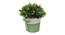 Kaye Artificial Plant by Urban Ladder - Cross View Design 1 - 335543