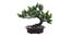 Lavinia Artificial Plant by Urban Ladder - Front View Design 1 - 335554
