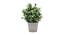 Kimber Artificial Plant by Urban Ladder - Cross View Design 1 - 335558