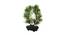 Lucien Artificial Plant by Urban Ladder - Cross View Design 1 - 335562