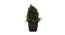 Matteo Artificial Plant by Urban Ladder - Front View Design 1 - 335616