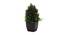 Matteo Artificial Plant by Urban Ladder - Cross View Design 1 - 335617