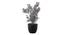 May Artificial Plant by Urban Ladder - Front View Design 1 - 335619