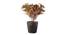 Minnie Artificial Plant by Urban Ladder - Front View Design 1 - 335637