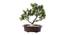 Pamela Artificial Plant by Urban Ladder - Front View Design 1 - 335648
