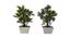 Petal Artificial Plant by Urban Ladder - Front View Design 1 - 335662