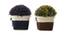 Petra Artificial Plant by Urban Ladder - Design 1 Side View - 335668