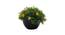 Ryder Artificial Plant by Urban Ladder - Cross View Design 1 - 335689