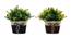 Sina Artificial Plant by Urban Ladder - Front View Design 1 - 335694