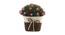 Thayer Artificial Plant by Urban Ladder - Front View Design 1 - 335716