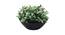 Jericho Artificial Plant by Urban Ladder - Front View Design 1 - 335770