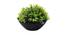 Justice Artificial Plant by Urban Ladder - Front View Design 1 - 335776