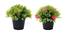Kara Artificial Plant by Urban Ladder - Front View Design 1 - 335779