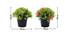 Kara Artificial Plant by Urban Ladder - Design 1 Dimension - 335780