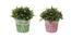 Kaye Artificial Plant by Urban Ladder - Front View Design 1 - 335782