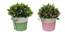 Kaye Artificial Plant by Urban Ladder - Cross View Design 1 - 335783