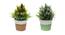 Kent Artificial Plant by Urban Ladder - Rear View Design 1 - 335788