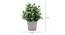 Kimber Artificial Plant by Urban Ladder - Design 1 Dimension - 335792