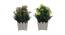 Marcella Artificial Plant by Urban Ladder - Front View Design 1 - 335818