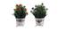 Marguerite Artificial Plant by Urban Ladder - Front View Design 1 - 335822