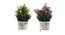 Marian Artificial Plant by Urban Ladder - Front View Design 1 - 335825