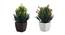 Marigold Artificial Plant by Urban Ladder - Cross View Design 1 - 335832